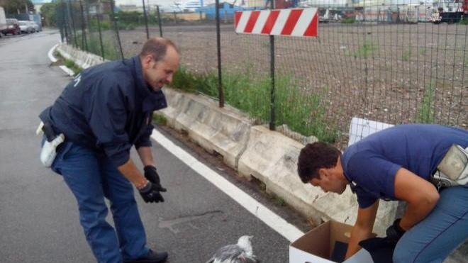 Gabbiano salvato dalle volanti della polizia