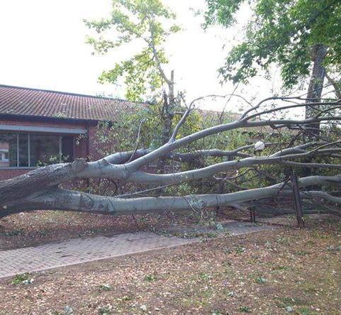 Crolla un albero di 25 metri al centro dell’Osterietta