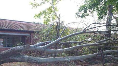 Crolla un albero di 25 metri al centro dell’Osterietta