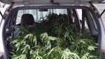 La polizia sequestra una piantagione di cannabis lungo il fiume