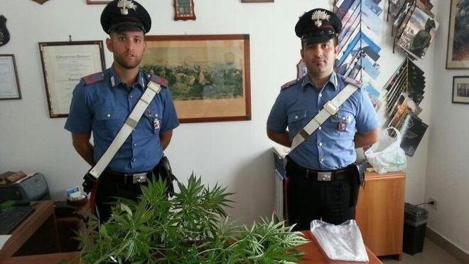 Coltivava marijuana, arrestato