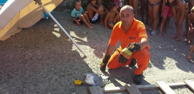 Gabbiano salvato dalla Svs tra gli applausi dei bagnanti 