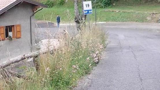 Invase dalle erbacce le strade del paese infuriati i residenti