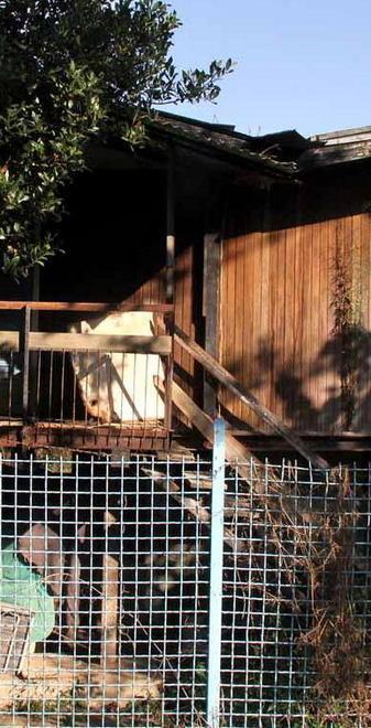 «Ridatemi i miei cani: mi hanno salvato» 