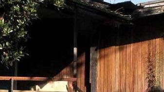 «Ridatemi i miei cani: mi hanno salvato»