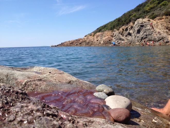 Invasione di meduse dalla Cala del Leone al Pendola 
