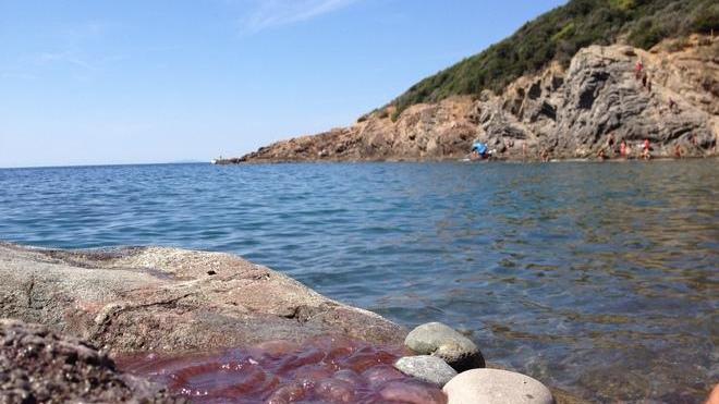 Invasione di meduse dalla Cala del Leone al Pendola