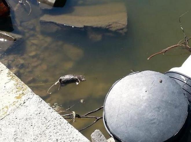 Ratti e pesci morti, allarme al lago 