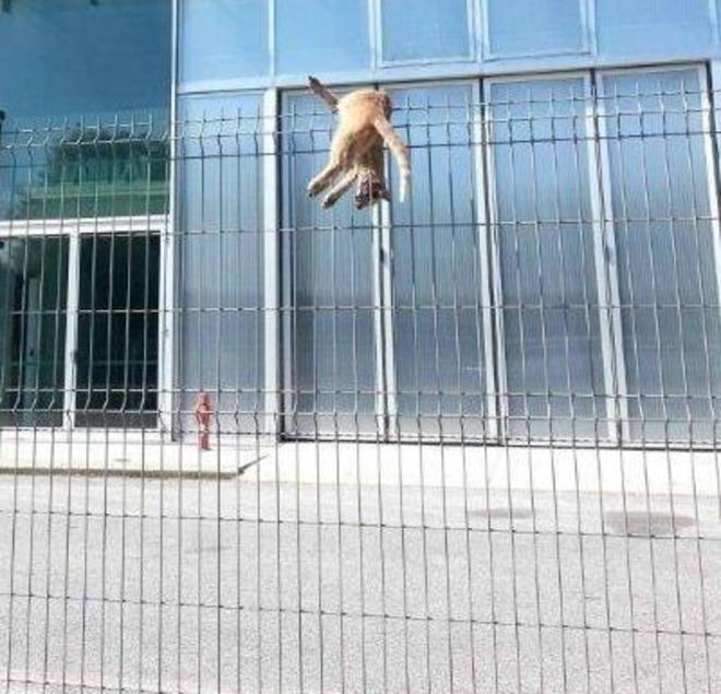 Torturano un gatto e lo appendono a una recinzione