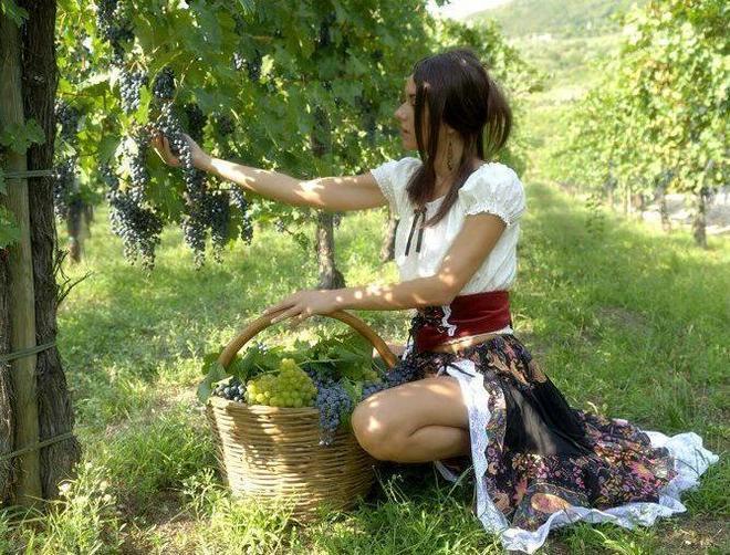 Il vino sarà di qualità ma niente assunzioni per la vendemmia 