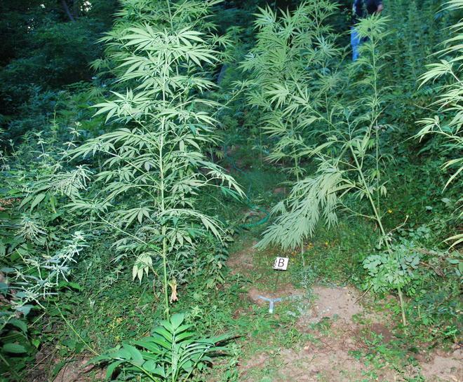 Coltiva piante di marijuana nel bosco di Gambassi: arrestato 
