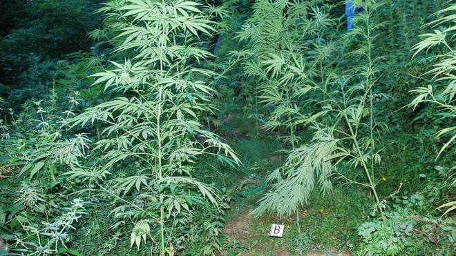 Coltiva piante di marijuana nel bosco di Gambassi: arrestato