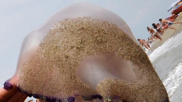 Diffidate dalla Pelagia noctiluca ma non abbiate paura della bianca Rhizostoma