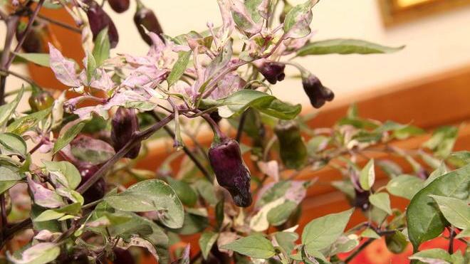 Peperoncini di ogni tipo stasera al salotto del vino