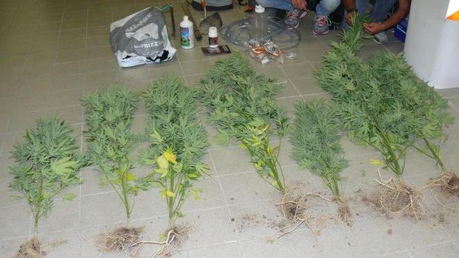 Coltiva droga nel bosco arrestato a Gambassi