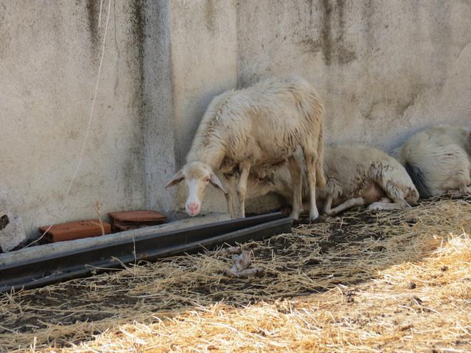 Lingua blu: oltre 500 allevamenti colpiti nel Sassarese 