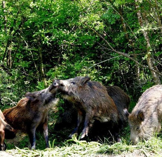 Allarme cinghiali a Vecchietto 