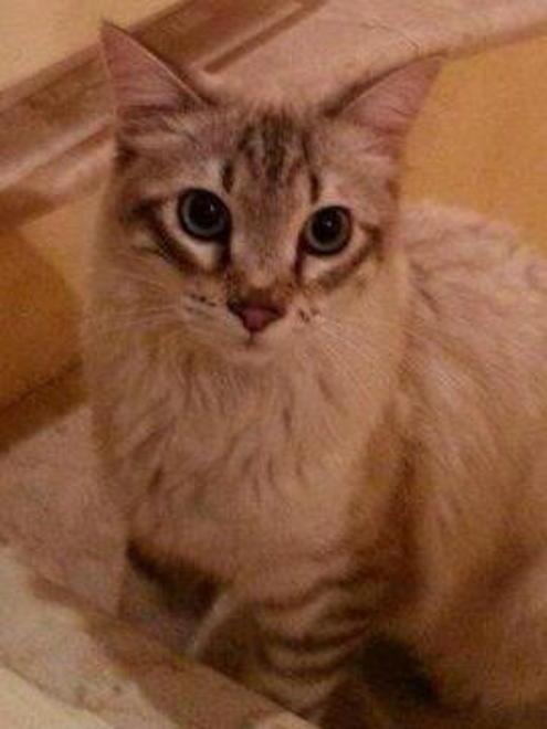 E’ stato smarrito “Gigi” un gatto di un anno
