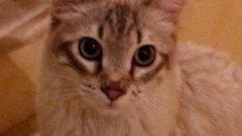 E’ stato smarrito “Gigi” un gatto di un anno