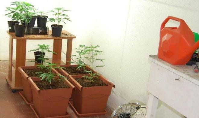 Mette un pitbull a guardia della marijuana 