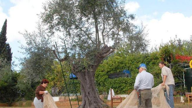 Agricoltura, produzione ottima