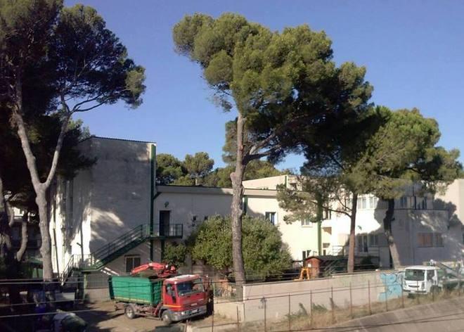 Polemiche per il taglio dei pini lungo i binari
