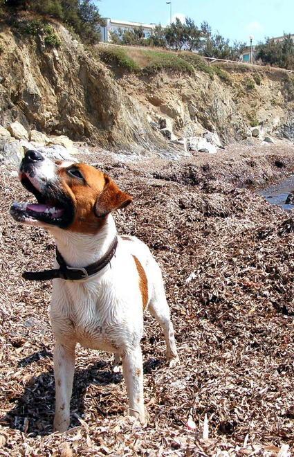 Cani liberi in spiaggia e assenza di controlli 