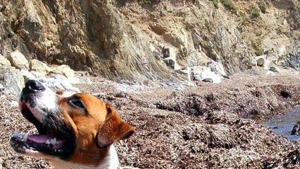 Cani liberi in spiaggia e assenza di controlli