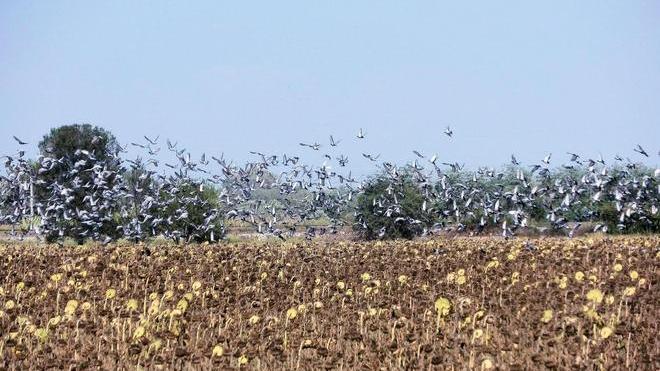 Guerra a storni e piccioni che devastano le colture