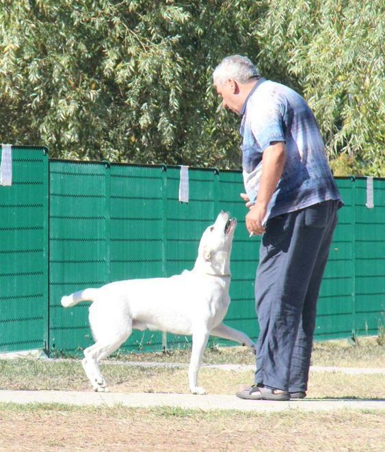Una nuova area a misura di cane nel parco di Corea 