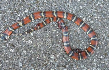 Serpente esotico rinvenuto morto in via Salvestri all’Ardenza 