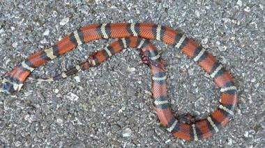 Serpente esotico rinvenuto morto in via Salvestri all’Ardenza