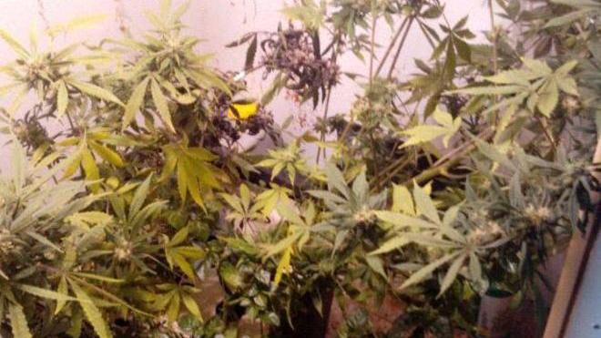 Marijuana nell’abitazione del negoziante