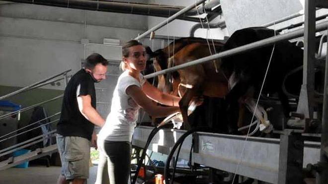 «Allevo capre, così con latte e formaggio tutelo l’ecosistema»