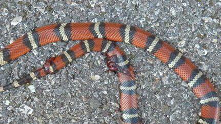 Un “falso” serpente ad Ardenza