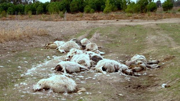 Sono oltre 770mila le pecore contagiate 