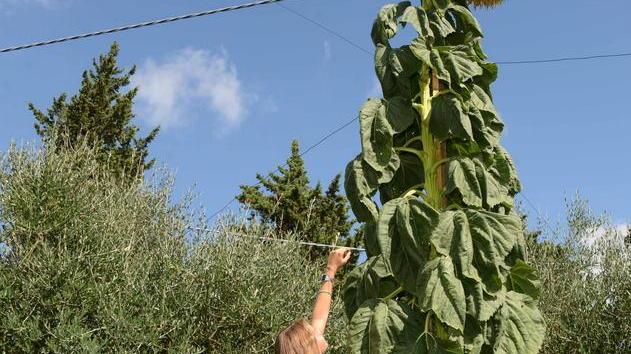 Sulla scala a 4,70 metri per accarezzare il girasole
