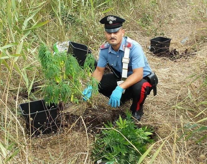 Piantagione di marijuana scoperta a Collesalvetti 