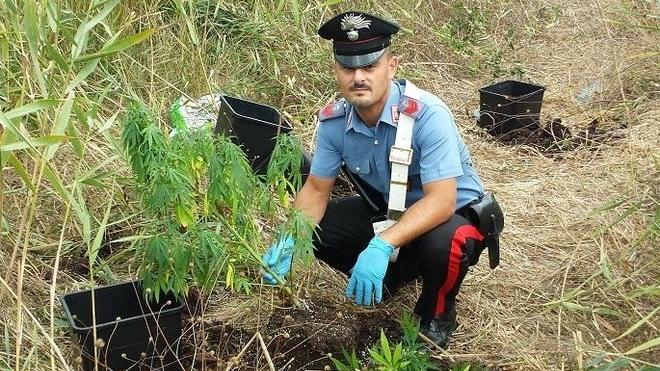 Piantagione di marijuana scoperta a Collesalvetti