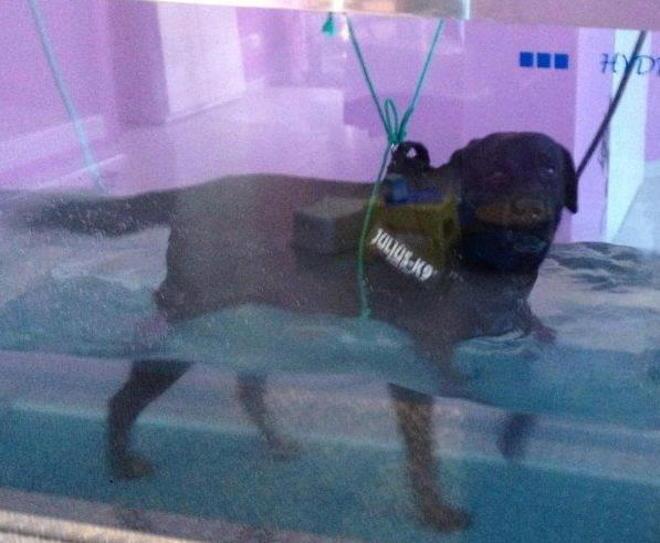 Caro il mio Fido ora ti farò star bene con l’agopuntura 