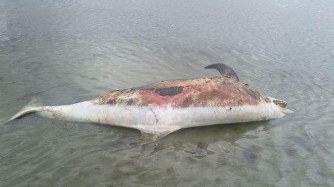 Delfino spiaggiato a Calambrone