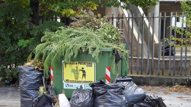 Necessarie le potature ma anche l’educazione civica
