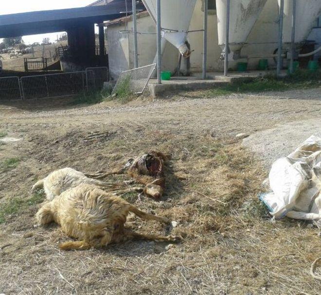 Spacciava l’hashish comprato in Campania: condannato