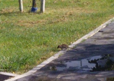 Due topi corrono in pieno parco 