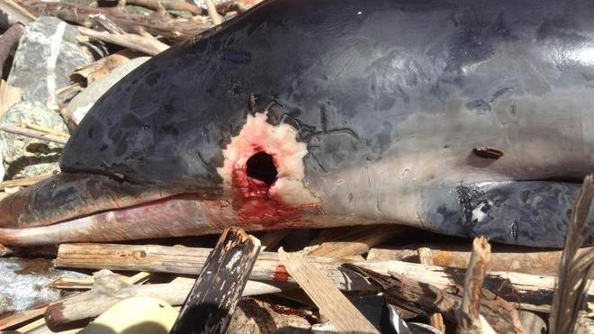 Delfino spiaggiato nella cala dell’Arancio