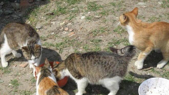 Dodici colonie feline nella città del Balestro