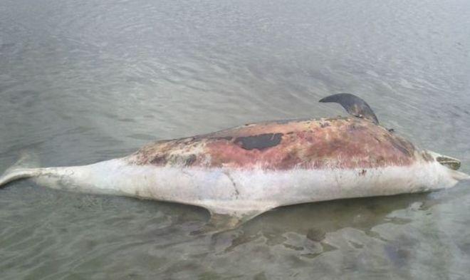 Delfino spiaggiato, analisi sulla carcassa 