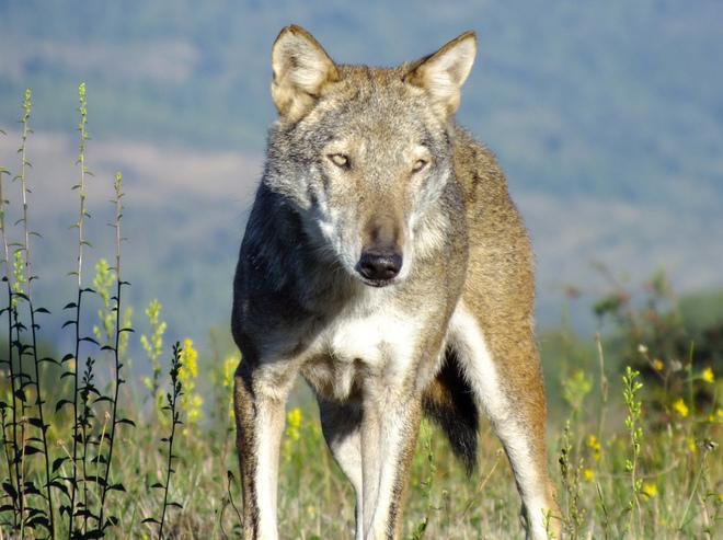 Soldi agli allevatori contro gli assalti dei lupi 