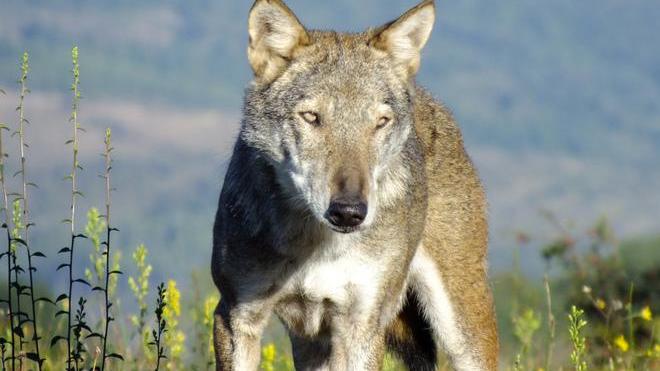 Soldi agli allevatori contro gli assalti dei lupi
