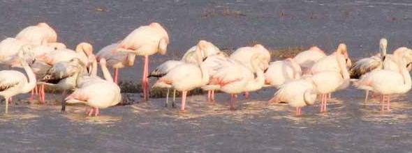 Invasione di fenicotteri all’Oasi Wwf